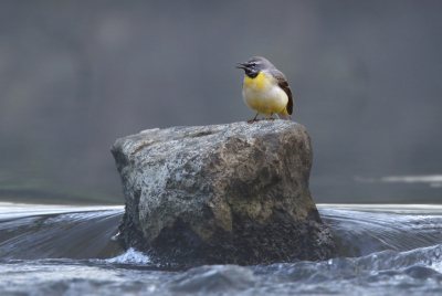 <i class='fa fa-user'></i> Gejo Wassink |   Grote Gele Kwikstaart  <i class='fa fa-eye'> 306</i>  <i class='fa fa-thumbs-up'> 16</i>   <i class='fa fa-comment-o'> 10</i>