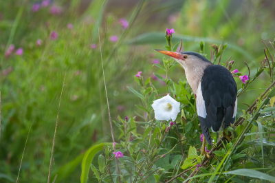 <i class='fa fa-user'></i> kevinhollmann |   Woudaap  <i class='fa fa-eye'> 428</i>  <i class='fa fa-thumbs-up'> 17</i>   <i class='fa fa-comment-o'> 10</i>