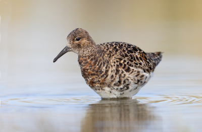 <i class='fa fa-user'></i> Ben Reitsma |   Kemphaan  <i class='fa fa-eye'> 241</i>  <i class='fa fa-thumbs-up'> 7</i>   <i class='fa fa-comment-o'> 5</i>