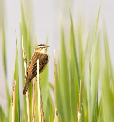 Gisteren zat hij mooi te wezen (en uit te rusten van het baltsen) deze rietzanger langs de weidevogelboulevard in de Bovenkerkerpolder, Amstelveen. Had daarom net iets minder aandacht voor de fotograaf.