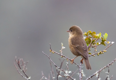 <i class='fa fa-user'></i> charlysax |   Pardusco  <i class='fa fa-eye'> 155</i>  <i class='fa fa-thumbs-up'> 2</i>   <i class='fa fa-comment-o'> 1</i>