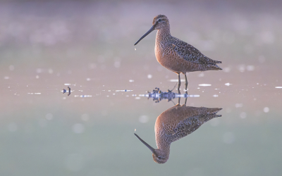 <i class='fa fa-user'></i> Lennart Verheuvel |   Grote Grijze Snip  <i class='fa fa-eye'> 382</i>  <i class='fa fa-thumbs-up'> 23</i>   <i class='fa fa-comment-o'> 15</i>