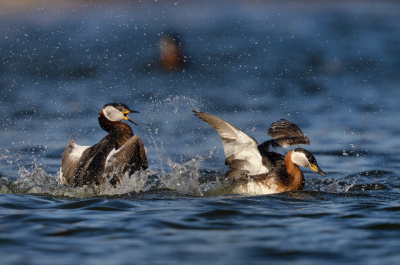 <i class='fa fa-user'></i> Ben Reitsma |   Roodhalsfuut  <i class='fa fa-eye'> 220</i>  <i class='fa fa-thumbs-up'> 4</i>   <i class='fa fa-comment-o'> 3</i>