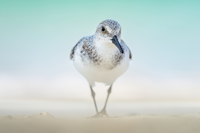 <i class='fa fa-user'></i> wouterroepel |   Drieteenstrandloper  <i class='fa fa-eye'> 259</i>  <i class='fa fa-thumbs-up'> 17</i>   <i class='fa fa-comment-o'> 12</i>