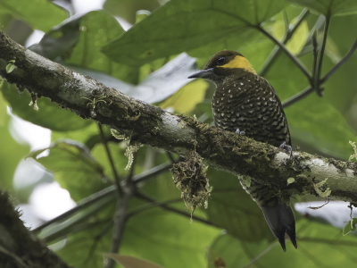 <i class='fa fa-user'></i> Paul van Giersbergen |   Litaspecht  <i class='fa fa-eye'> 94</i>  <i class='fa fa-thumbs-up'> 3</i>   <i class='fa fa-comment-o'> 1</i>