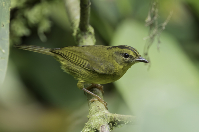 <i class='fa fa-user'></i> Paul van Giersbergen |   Choczanger  <i class='fa fa-eye'> 109</i>   <i class='fa fa-comment-o'> 1</i>