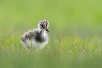 <i class='fa fa-user'></i> Loes Belovics |   Kievit  <i class='fa fa-eye'> 179</i>  <i class='fa fa-thumbs-up'> 6</i>   <i class='fa fa-comment-o'> 8</i>