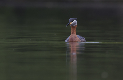 <i class='fa fa-user'></i> Robert Westerhof |   Roodhalsfuut  <i class='fa fa-eye'> 211</i>  <i class='fa fa-thumbs-up'> 1</i>   <i class='fa fa-comment-o'> 3</i>