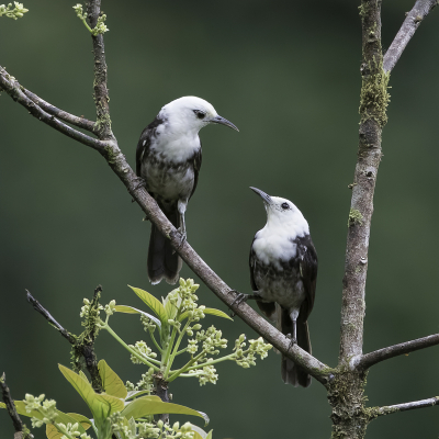 <i class='fa fa-user'></i> Paul van Giersbergen |   Witkopwinterkoning  <i class='fa fa-eye'> 123</i>  <i class='fa fa-thumbs-up'> 4</i>   <i class='fa fa-comment-o'> 3</i>