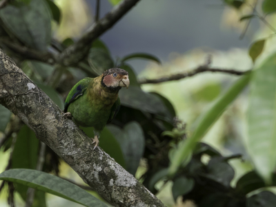<i class='fa fa-user'></i> Paul van Giersbergen |   Rozewangpapegaai  <i class='fa fa-eye'> 105</i>   <i class='fa fa-comment-o'> 0</i>