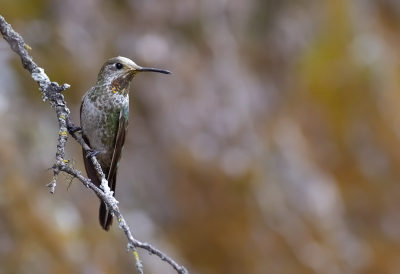 <i class='fa fa-user'></i> charlysax |   Bronsstaartkomeetkolibrie  <i class='fa fa-eye'> 121</i>  <i class='fa fa-thumbs-up'> 1</i>   <i class='fa fa-comment-o'> 3</i>