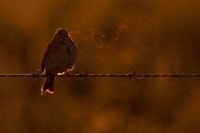 <i class='fa fa-user'></i> Hans Overduin |   Grauwe Gors  <i class='fa fa-eye'> 292</i>  <i class='fa fa-thumbs-up'> 31</i>   <i class='fa fa-comment-o'> 16</i>