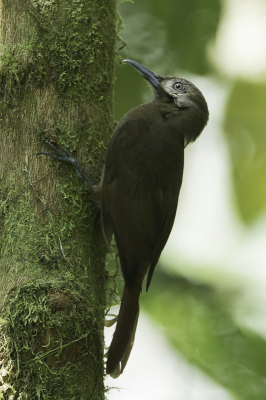 <i class='fa fa-user'></i> Paul van Giersbergen |   Grijswangmuisspecht  <i class='fa fa-eye'> 120</i>   <i class='fa fa-comment-o'> 1</i>