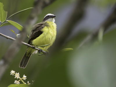 <i class='fa fa-user'></i> Paul van Giersbergen |   Witringtiran  <i class='fa fa-eye'> 111</i>   <i class='fa fa-comment-o'> 0</i>