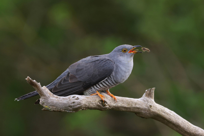 <i class='fa fa-user'></i> Henk Wiebe van der Meulen |   Koekoek  <i class='fa fa-eye'> 460</i>  <i class='fa fa-thumbs-up'> 44</i>   <i class='fa fa-comment-o'> 17</i>