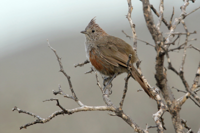 <i class='fa fa-user'></i> Martjan Lammertink |   Kuifgalito  <i class='fa fa-eye'> 146</i>  <i class='fa fa-thumbs-up'> 2</i>   <i class='fa fa-comment-o'> 4</i>