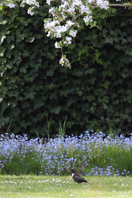 Op de eerste ochtend van onze vakantie stond mijn man vroeg op en had, heel kort, een beflijster in onze tuin. Tja, die had ik gemist. Ook later, tijdens een wandeling van mijn man en dochter, zagen ze beflijsters.... Het werd een soort obsessie, ik kon ze niet zien, omdat ik niet mobiel genoeg was. Totdat we, na een tip van een collega van mijn man, 4 beflijsters in een tuin konden zien, gewoon vanuit de auto. Eindelijk kon ik ze ook mooi zien. Ze waren te ver weg voor een mooi close-up, maar ik vond deze setting met de vergeet-mij-nietjes en de bloesem van de boom, wel erg leuk.