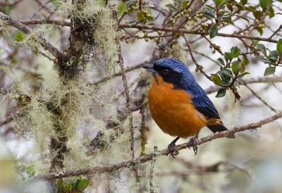 <i class='fa fa-user'></i> charlysax |   Bruinbuikbergtangare  <i class='fa fa-eye'> 123</i>  <i class='fa fa-thumbs-up'> 3</i>   <i class='fa fa-comment-o'> 3</i>