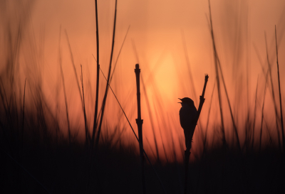 <i class='fa fa-user'></i> LeerdammerKees |   Rietzanger  <i class='fa fa-eye'> 187</i>  <i class='fa fa-thumbs-up'> 14</i>   <i class='fa fa-comment-o'> 13</i>