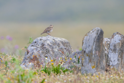 <i class='fa fa-user'></i> Hans Overduin |   Kalanderleeuwerik  <i class='fa fa-eye'> 271</i>  <i class='fa fa-thumbs-up'> 16</i>   <i class='fa fa-comment-o'> 12</i>