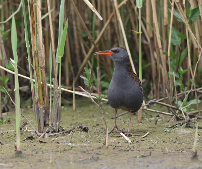 Vanaf de dijk hoorde ik ineens de Waterral duidelijk krijsen.
Mijzelf plat gelegd achter het opgroeiende riet en na een uur liet zij/hij zich zien. Wat een belevenis.