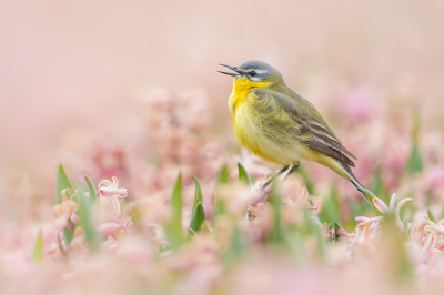 <i class='fa fa-user'></i> Vincent Vuik |   Gele Kwikstaart  <i class='fa fa-eye'> 285</i>  <i class='fa fa-thumbs-up'> 26</i>   <i class='fa fa-comment-o'> 19</i>