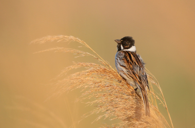 <i class='fa fa-user'></i> Ruben de Bruijn |   Rietgors  <i class='fa fa-eye'> 232</i>  <i class='fa fa-thumbs-up'> 15</i>   <i class='fa fa-comment-o'> 12</i>