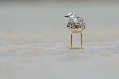 <i class='fa fa-user'></i> wouterroepel |   Kleine Geelpootruiter  <i class='fa fa-eye'> 156</i>  <i class='fa fa-thumbs-up'> 1</i>   <i class='fa fa-comment-o'> 1</i>