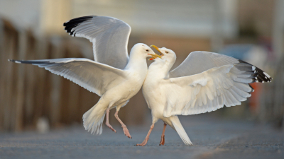 <i class='fa fa-user'></i> Peter Stam |   Zilvermeeuw  <i class='fa fa-eye'> 220</i>  <i class='fa fa-thumbs-up'> 9</i>   <i class='fa fa-comment-o'> 3</i>