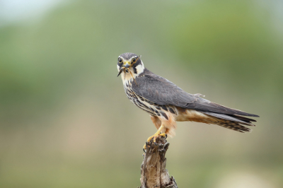 Gisteren een prachtige middag meegemaakt met een groepje boomvalken.
Ze vingen het ene insect na het andere.
Op een gegeven moment kwam er een boomvalk van achter met snelle vlucht laag over het open land. Hij draaide 180 graden, greep een libel uit de lucht, vloog recht op me af en landde daarna op het dichtsbijzijnde takje. Wat een belevenis!