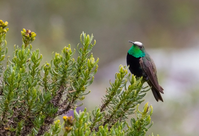 <i class='fa fa-user'></i> charlysax |   Zwartborstbergnimf  <i class='fa fa-eye'> 139</i>  <i class='fa fa-thumbs-up'> 1</i>   <i class='fa fa-comment-o'> 3</i>