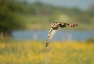 <i class='fa fa-user'></i> LeerdammerKees |   Ransuil  <i class='fa fa-eye'> 421</i>  <i class='fa fa-thumbs-up'> 28</i>   <i class='fa fa-comment-o'> 16</i>