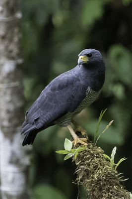 <i class='fa fa-user'></i> Paul van Giersbergen |   Sclaters Buizerd  <i class='fa fa-eye'> 120</i>  <i class='fa fa-thumbs-up'> 3</i>   <i class='fa fa-comment-o'> 2</i>