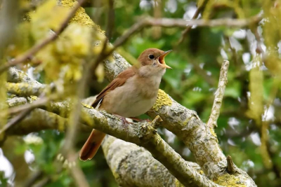 mooi zonnig weer met wat dunne bewolking prachtige foto van een vogel die je wel hoort maar zelden ziet.