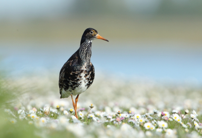 <i class='fa fa-user'></i> horneman69 |   Kemphaan  <i class='fa fa-eye'> 275</i>  <i class='fa fa-thumbs-up'> 22</i>   <i class='fa fa-comment-o'> 14</i>