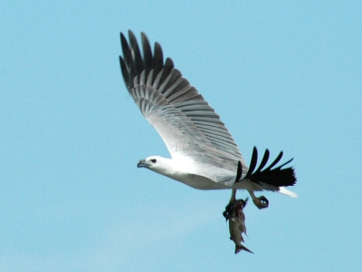 Nikon D70 - Sigma 300 Mm,  F14,  1/500.