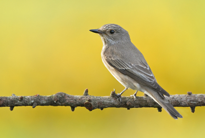 <i class='fa fa-user'></i> Johan G |   Grauwe Vliegenvanger  <i class='fa fa-eye'> 220</i>  <i class='fa fa-thumbs-up'> 10</i>   <i class='fa fa-comment-o'> 10</i>
