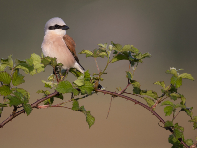 <i class='fa fa-user'></i> Henk Wiebe van der Meulen |   Grauwe Klauwier  <i class='fa fa-eye'> 342</i>  <i class='fa fa-thumbs-up'> 31</i>   <i class='fa fa-comment-o'> 14</i>