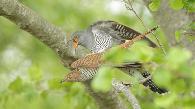 Vandaag weer poging gedaan om de koekoek er leuk op te zetten. Het wou niet vlotten hoewel ik genoeg zag.
Toen zag ik het vrouwtje tussen de bomen vliegen en zowaar op een tak redelijk dichtbij, maar natuurlijk weer blad er voor (&*()(*&(&).
En opeens zat het mannetje er bovenop !
Parende koekoeken, dat zal mij niet weer snel overkomen ben ik bang.
Beetje natuurlijke censuur ervoor helaas, maar toch blij mee &#128578;