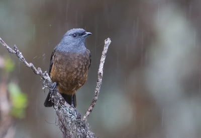 <i class='fa fa-user'></i> charlysax |   Sclaters Cotinga  <i class='fa fa-eye'> 129</i>  <i class='fa fa-thumbs-up'> 7</i>   <i class='fa fa-comment-o'> 4</i>