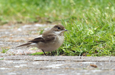 Wat een leuke vogels zijn die bonte vliegenvangers, maar oh wat zijn ze snel. Vanuit het vakantiehuisje hadden we af en toe een mannetje of vrouwtje die eventjes wat beestjes kwam eten in de tuin. Ze namen zeker niet de tijd om even voor me te pauzeren, wat best wel jammer was. Maar op een ochtend zag ik ineens op het terras dit vrouwtje hippen. Ze was op zoek naar wat zachtje sprietjes voor in het nest, denk ik. Hierdoor had ik net even een minuutje om deze foto te kunnen nemen.