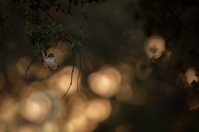 <i class='fa fa-user'></i> Hans Overduin |   Roodkopklauwier  <i class='fa fa-eye'> 335</i>  <i class='fa fa-thumbs-up'> 27</i>   <i class='fa fa-comment-o'> 16</i>