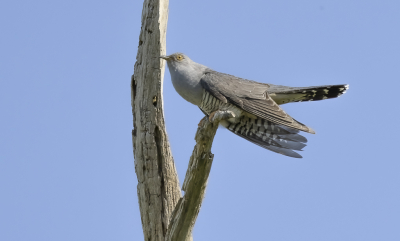 Vogel foto: Cuculus canorus / Koekoek / Common Cuckoo