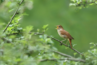 Bird picture: Luscinia megarhynchos / Nachtegaal / Common Nightingale