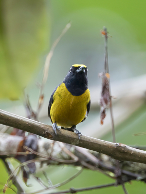 <i class='fa fa-user'></i> Paul van Giersbergen |   Roestbuikorganist  <i class='fa fa-eye'> 90</i>   <i class='fa fa-comment-o'> 0</i>