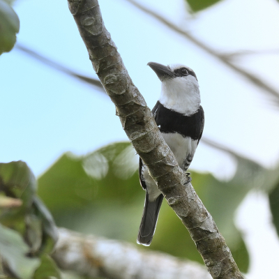 <i class='fa fa-user'></i> Ed Agter |   Witnekbaardkoekoek  <i class='fa fa-eye'> 92</i>   <i class='fa fa-comment-o'> 0</i>