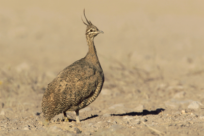 <i class='fa fa-user'></i> Martjan Lammertink |   Kuiftinamoe  <i class='fa fa-eye'> 152</i>  <i class='fa fa-thumbs-up'> 12</i>   <i class='fa fa-comment-o'> 7</i>