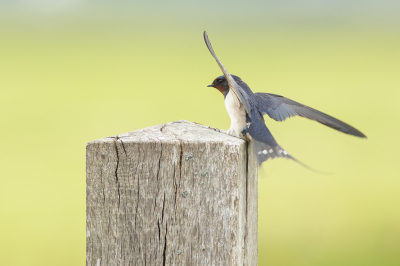Bird picture: Hirundo rustica / Boerenzwaluw / Barn Swallow