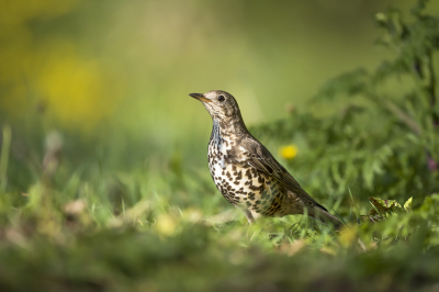 <i class='fa fa-user'></i> Bert Ooms |   Grote Lijster  <i class='fa fa-eye'> 262</i>  <i class='fa fa-thumbs-up'> 21</i>   <i class='fa fa-comment-o'> 15</i>