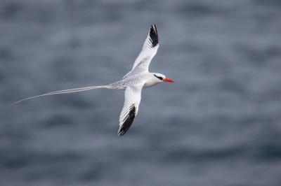 <i class='fa fa-user'></i> pjvantuil |   Roodsnavelkeerkringvogel  <i class='fa fa-eye'> 238</i>  <i class='fa fa-thumbs-up'> 12</i>   <i class='fa fa-comment-o'> 4</i>